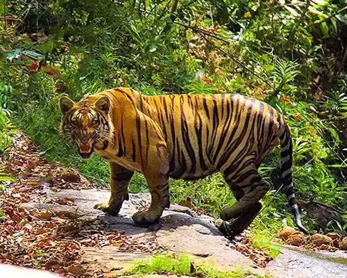 Thekkady
